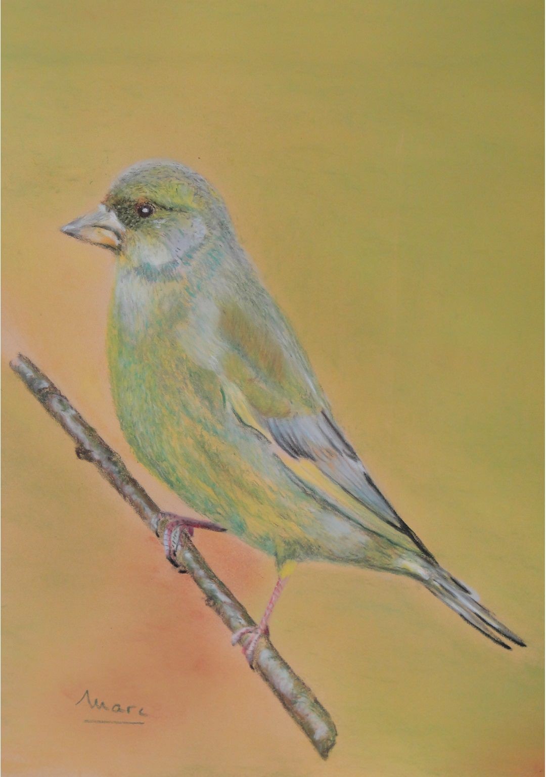 160 verdier d europe 18x24 0120