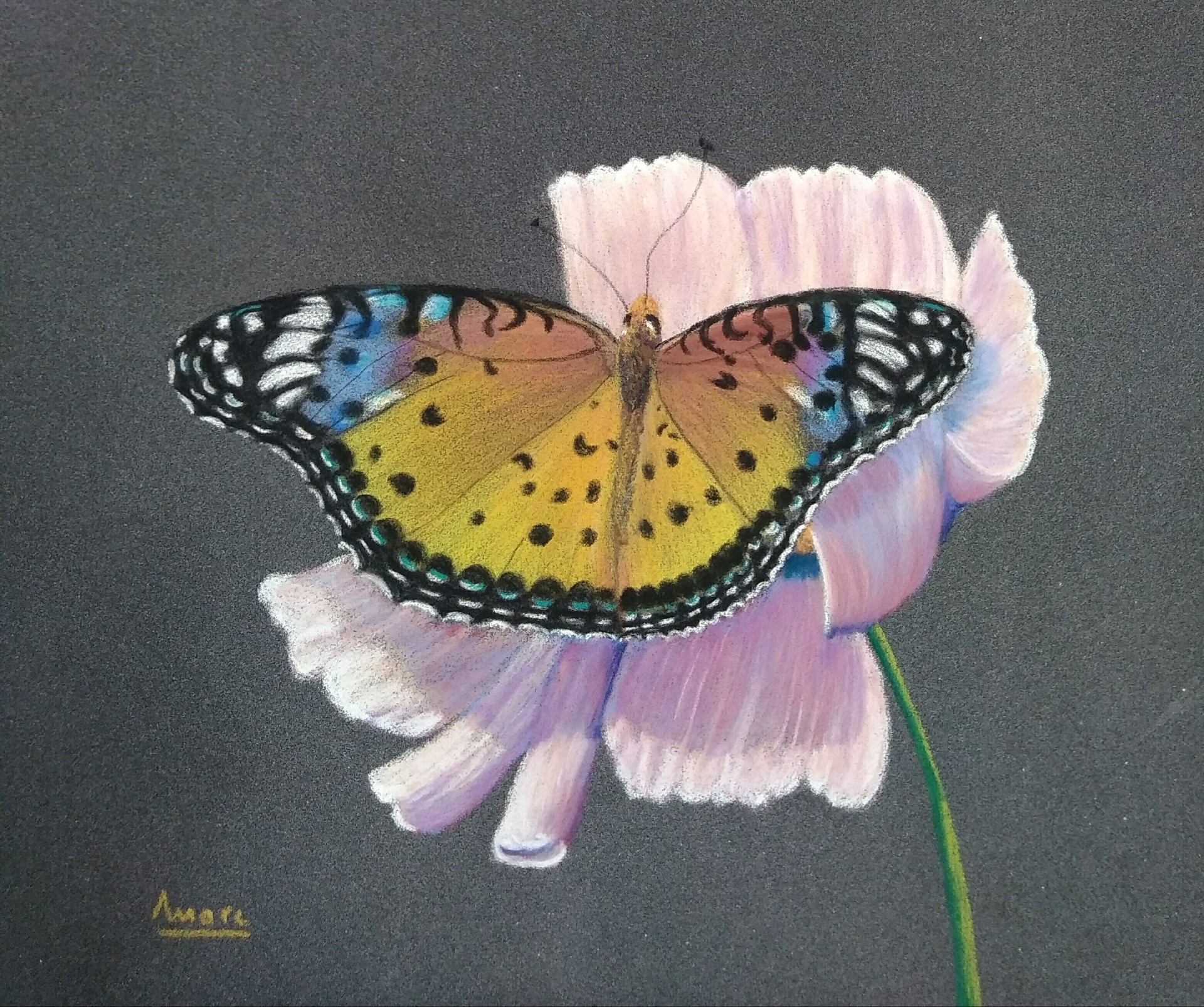 163 papillon et cosmos 24x30 0220
