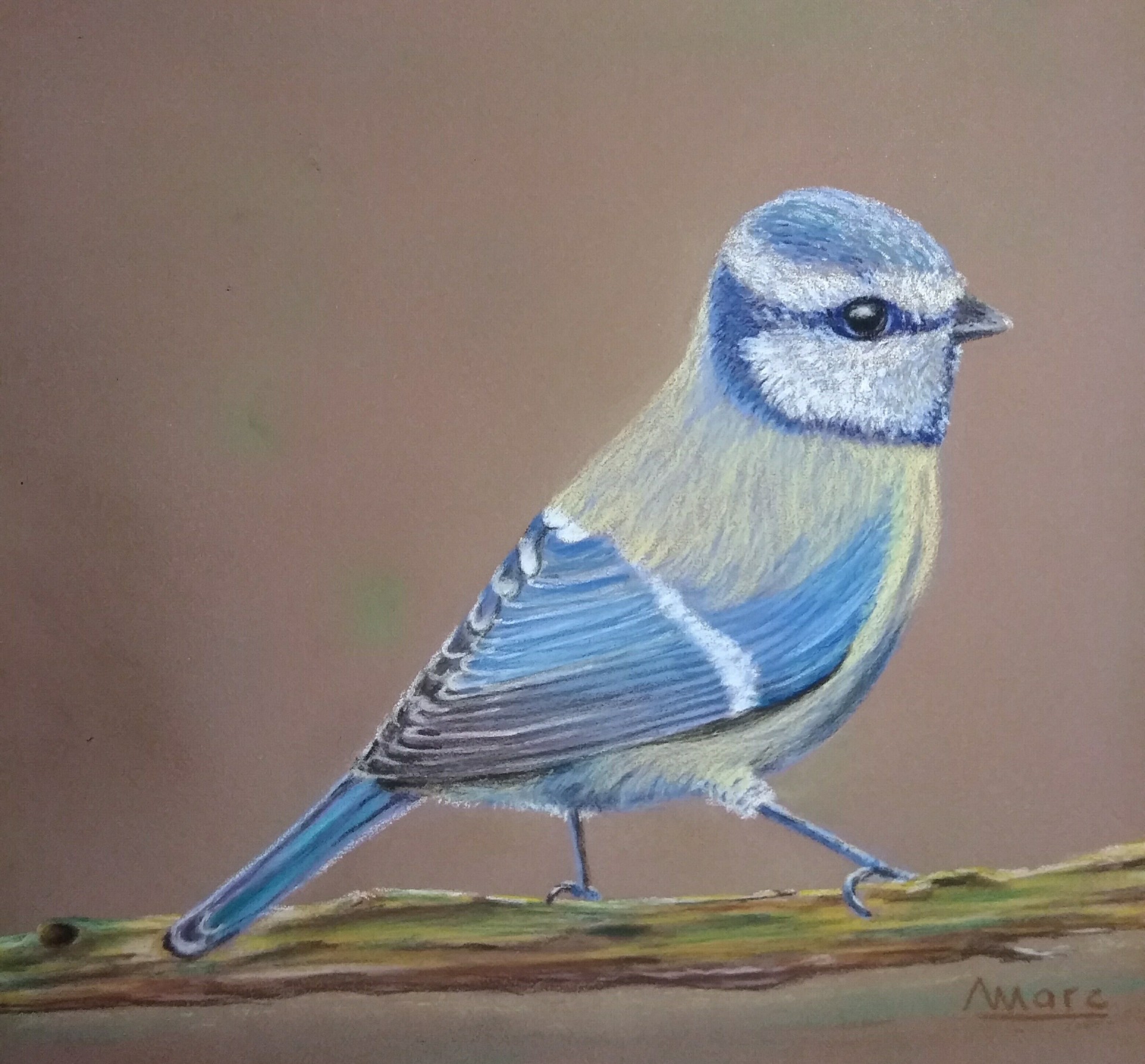 164 mesange bleue 24x30 0220