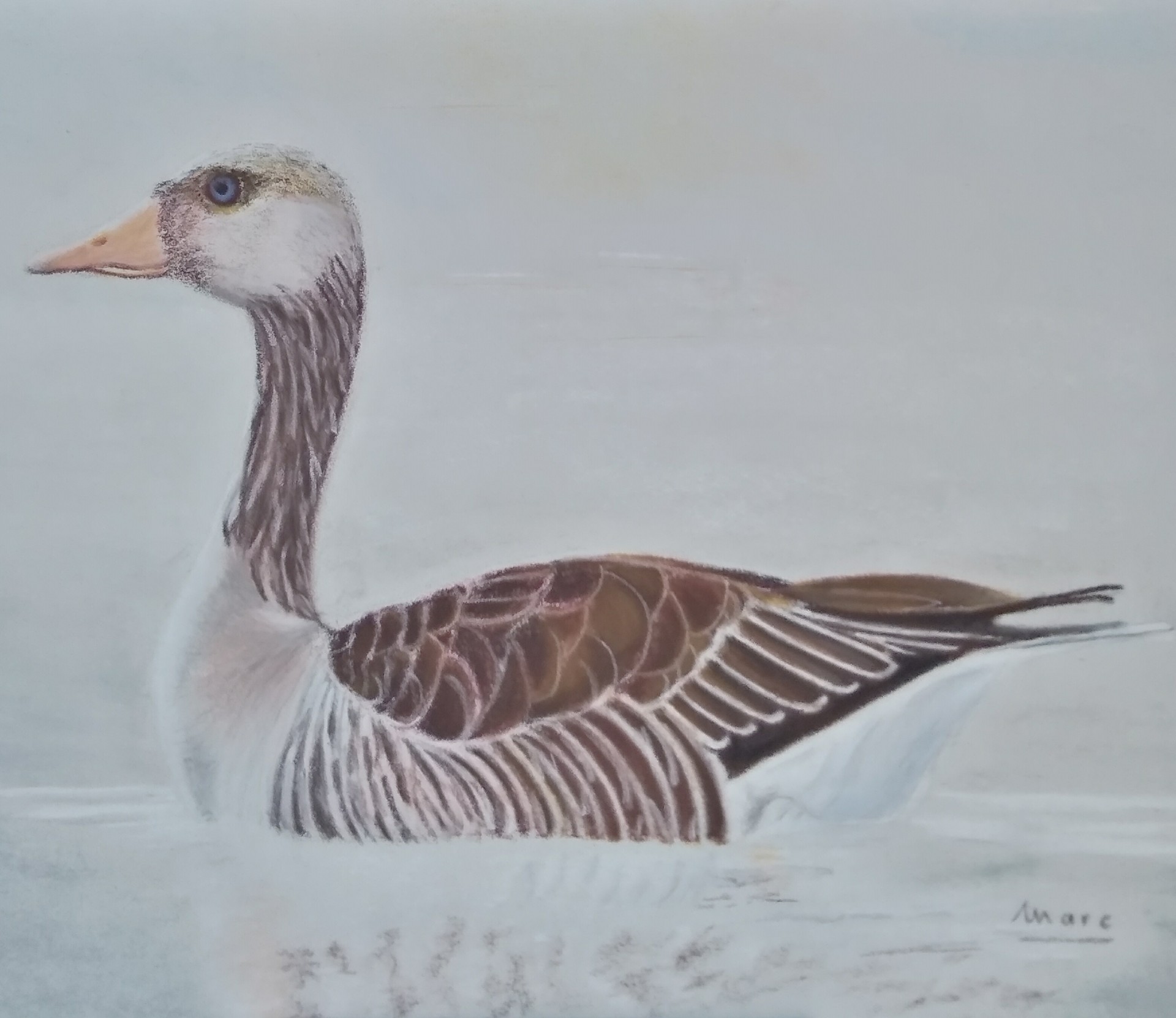 173 oie cendree dans la brume de l aube 24x30