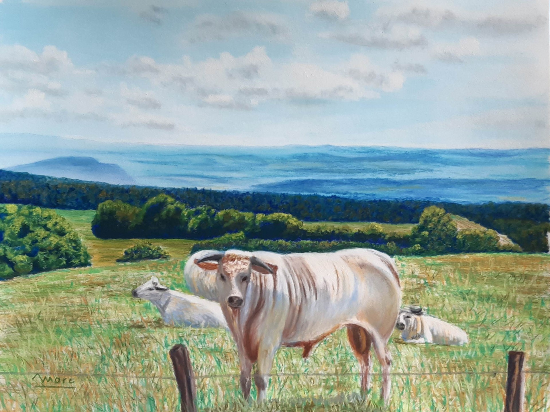 194 charolais a verneuil 30x40 0620