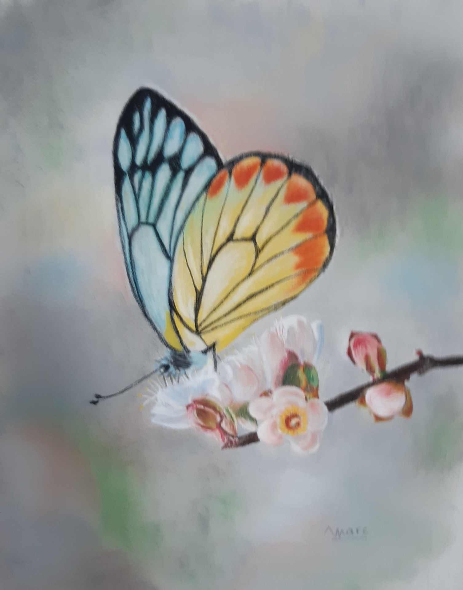 222 baiser de papillon pieride jezabel 24x30 0921 manon