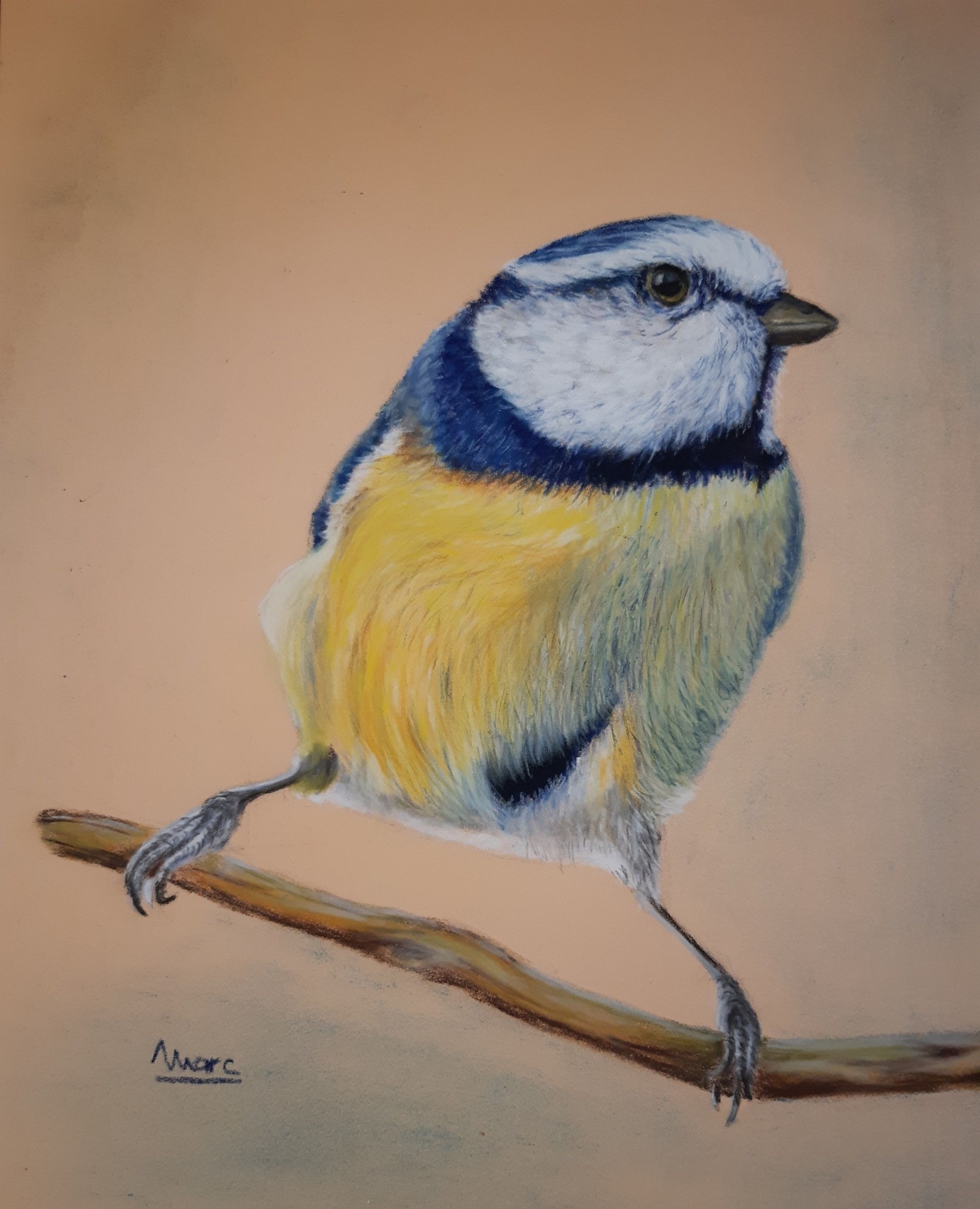 241 mesange bleue 24x30 1222 elisabeth pdb