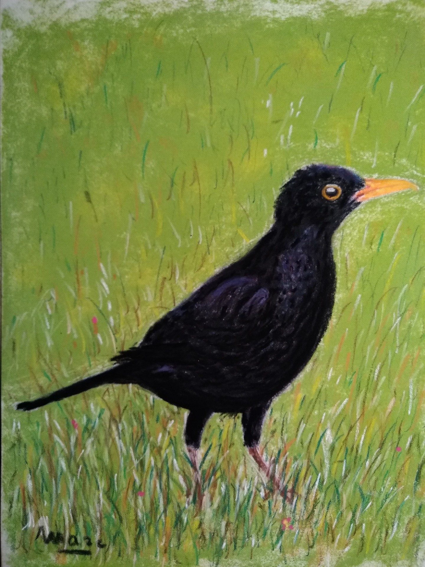 64 le champ du merle 18x24 1